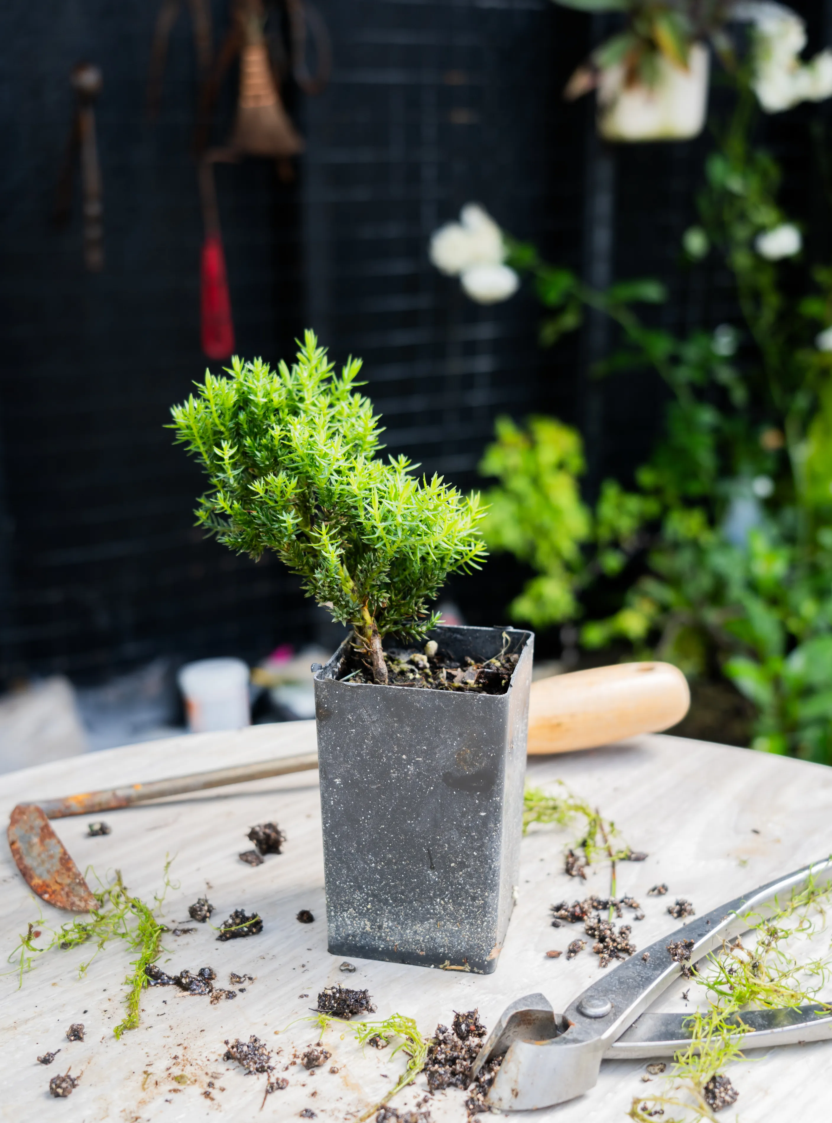 Jason Moyer Bonsai Starter Kit